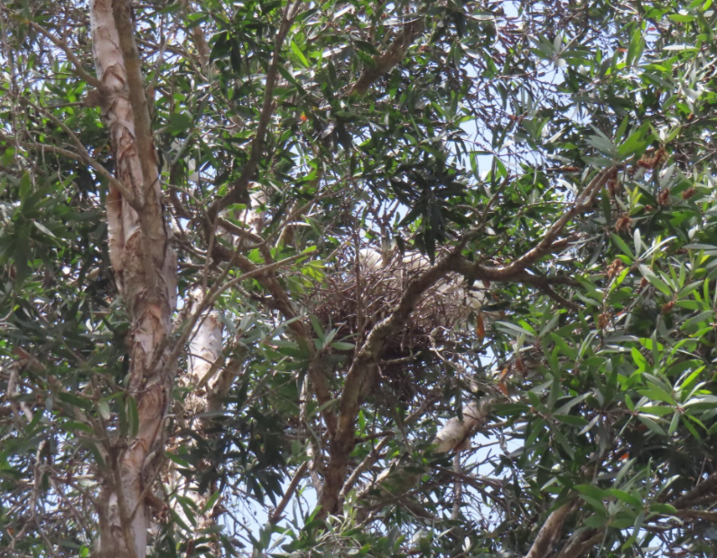A bird nest in a tree

AI-generated content may be incorrect.